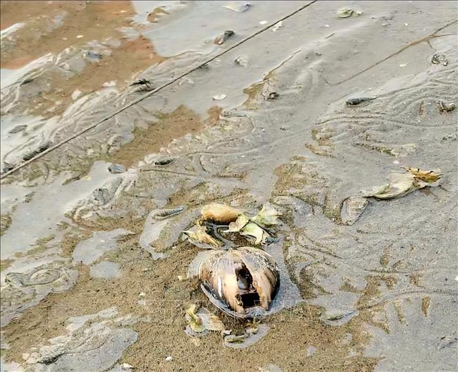 Ngao sinh trưởng chậm không khép được vỏ. Ảnh: TTXVN phát 