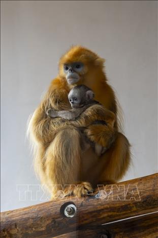 Voọc mũi hếch vàng tại công viên Pairi Daiza. Ảnh : TTXVN phát