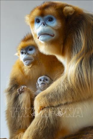 Voọc mũi hếch vàng tại công viên Pairi Daiza. Ảnh : TTXVN phát