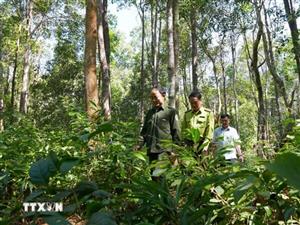 Nghệ An: Ngộ độc do ăn nhầm lá cây độc từ rừng