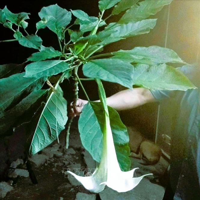 Loại cây dại mọc ở khu vực rừng mà ba người lớn ở xã Nậm Cắn (tỉnh Nghệ An) đã hái về làm rau và bị ngộ độc sau khi ăn trong chiều muộn ngày 2/4/2026. Loại cây này có đặc điểm lá to, rộng bản, cuống dài, hoa màu trắng, dạng phễu có hình dạng, kích thước gần giống hoa loa kèn. Ảnh: TTXVN phát