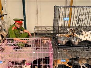 Hà Nội triệt phá ổ nhóm trộm mèo quy mô lớn, tiêu thụ hơn 300 con