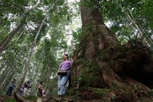 Rừng pơmu tại xã Hùng Sơn - 'di sản sống' phía Tây thành phố Đà Nẵng
