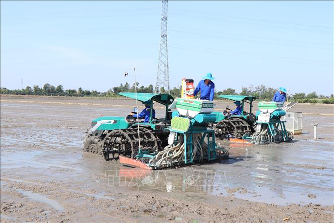 Điểm nhấn quan trọng của mô hình là sử dụng giống xác nhận với lượng gieo sạ chỉ 60kg/ha (giảm 50% so với thông thường) và cơ giới hóa khâu gieo sạ hàng kết hợp vùi phân sâu ngay từ đầu vụ. Ảnh: Thu Hiền - TTXVN