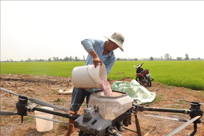 Hiệu quả của việc bón phân đúng cách không đơn thuần là bón ít hay nhiều, mà là bón đúng kỹ thuật để cây lúa 