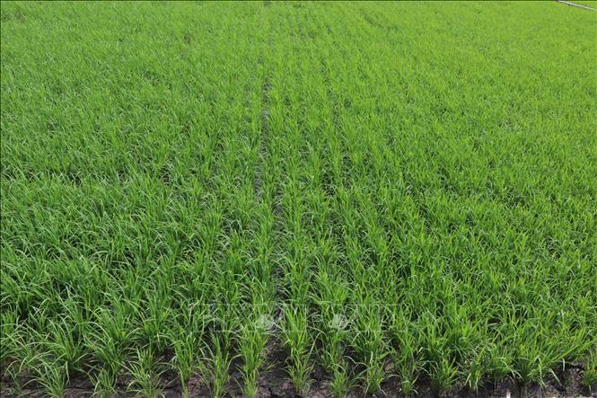 Kết hợp với tưới ngập khô xen kẽ (AWD), bộ rễ phát triển sâu và rộng hơn, giúp cây lúa đứng vững, không bị đổ ngã dù gặp mưa lớn. Ảnh: Thu Hiền (ảnh tư liệu) - TTXVN