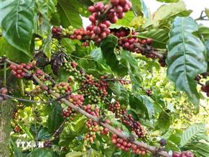 Thị trường nông sản: Giá càphê giảm sâu, gạo bật tăng nhờ lực đẩy xuất khẩu