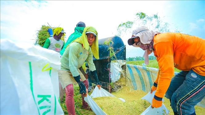 Nông dân Indonesia thu hoạch lúa. Ảnh: TTXVN phát