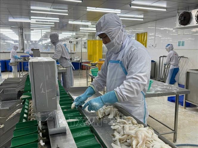 Phân loại cá đục tại xưởng chế biến của Công ty TNHH Tứ Hải, phường Phước Thắng. Ảnh: Hoàng Nhị - TTXVN