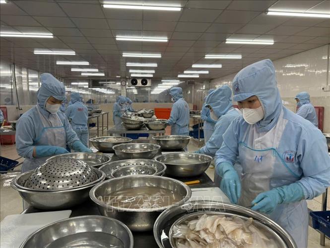 Công ty TNHH Tứ Hải đã và đang đa dạng sản phẩm chế biến từ cá đục nhằm đáp ứng yêu cầu của khách hàng. Ảnh: Hoàng Nhị - TTXVN