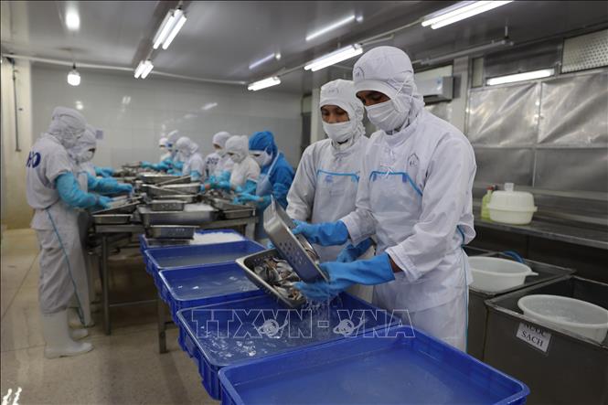 Baseafood triển khai nhiều giải pháp như tái cơ cấu sản xuất, ứng dụng khoa học công nghệ để giảm chi phí sản xuất, tìm kiếm nhiều thị trường mới phục vụ xuất, nhập khẩu. Ảnh: Hoàng Nhị - TTXVN