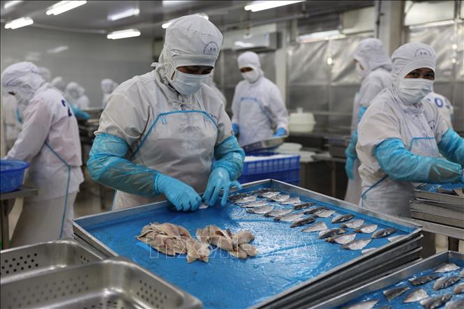 Chế biến thủy sản xuất khẩu tại Công ty Cổ phần Chế biến Xuất nhập khẩu Thủy sản Bà Rịa – Vũng Tàu (Baseafood), phường Bà Rịa. Ảnh: Hoàng Nhị - TTXVN