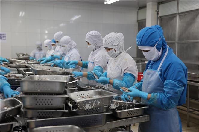 Việc đa dạng hóa thị trường và phân khúc sản phẩm cũng giúp Baseafood giảm thiểu rủi ro và nâng cao giá trị gia tăng trong thời gian qua. Ảnh: Hoàng Nhị - TTXVN