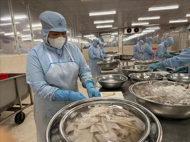 Chế biến sản phẩm cá đục xuất sang thị trường Nhật Bản tại Công ty TNHH Tứ Hải, phường Phước Thắng. Ảnh: Hoàng Nhị - TTXVN