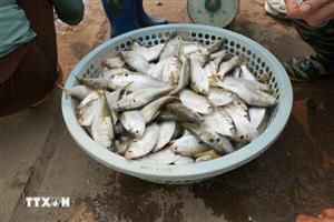 Rộn ràng mùa đánh bắt “lộc sông” tại Hưng Yên