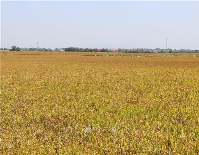 Cánh đồng lớn lúa Đông Xuân sớm tại xã Thuận Nam chín vàng. Ảnh: Công Thử - TTXVN