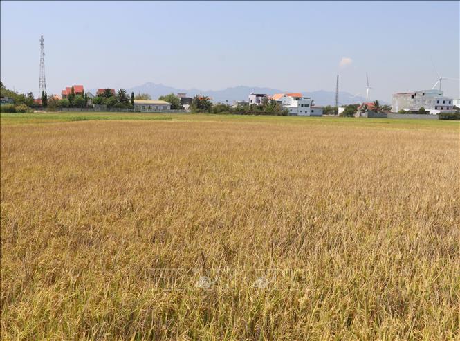 Cánh đồng lớn lúa Đông Xuân sớm tại xã Thuận Nam chín vàng. Ảnh: Công Thử - TTXVN