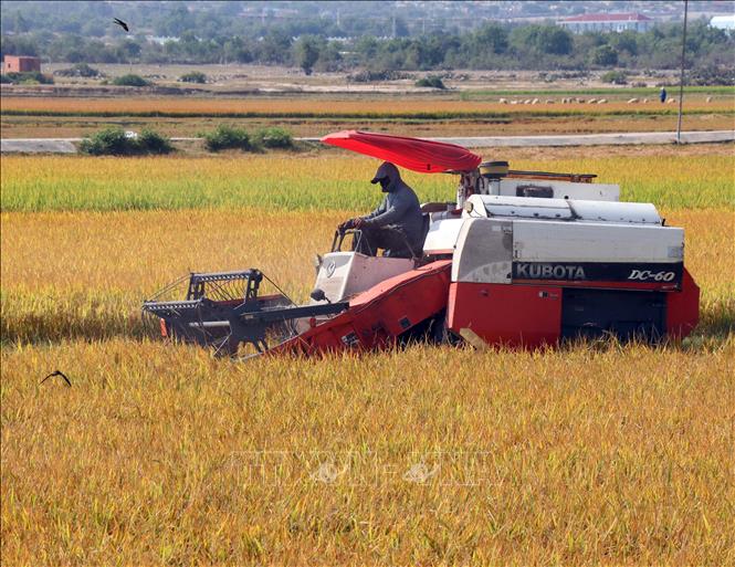 Thu hoạch lúa Đông Xuân sớm tại xã Thuận Nam. Ảnh: Công Thử - TTXVN