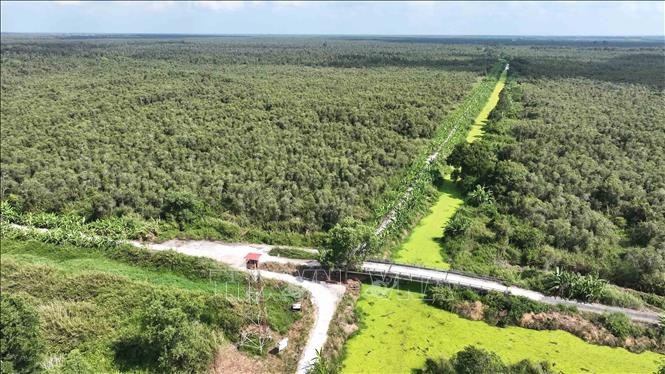 Vườn quốc gia U Minh Hạ (Cà Mau) có tổng diện tích 8.257,8 ha, có nhiệm vụ bảo tồn, tái tạo các giá trị về cảnh quan thiên nhiên, môi trường sinh thái và đa dạng sinh học của hệ sinh thái đất ngập nước đặc thù, rừng tràm trên đất than bùn; bảo tồn và phát triển nguồn gen các loài động thực vật quý, các giá trị văn hóa, tinh thần, di tích lịch sử, phục vụ công tác nghiên cứu khoa học, tham quan và phát triển du lịch. Ảnh: Vũ Sinh – TTXVN