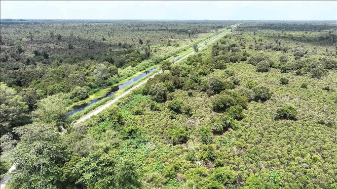 Vườn quốc gia U Minh Hạ (Cà Mau) có tổng diện tích 8.257,8 ha, có nhiệm vụ bảo tồn, tái tạo các giá trị về cảnh quan thiên nhiên, môi trường sinh thái và đa dạng sinh học của hệ sinh thái đất ngập nước đặc thù, rừng tràm trên đất than bùn; bảo tồn và phát triển nguồn gen các loài động thực vật quý, các giá trị văn hóa, tinh thần, di tích lịch sử, phục vụ công tác nghiên cứu khoa học, tham quan và phát triển du lịch. Ảnh: Vũ Sinh – TTXVN