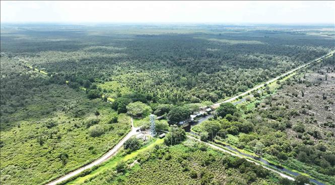 Vườn quốc gia U Minh Hạ (Cà Mau) có tổng diện tích 8.257,8 ha, có nhiệm vụ bảo tồn, tái tạo các giá trị về cảnh quan thiên nhiên, môi trường sinh thái và đa dạng sinh học của hệ sinh thái đất ngập nước đặc thù, rừng tràm trên đất than bùn; bảo tồn và phát triển nguồn gen các loài động thực vật quý, các giá trị văn hóa, tinh thần, di tích lịch sử, phục vụ công tác nghiên cứu khoa học, tham quan và phát triển du lịch. Ảnh: Vũ Sinh – TTXVN