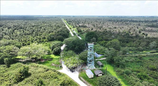 Vườn quốc gia U Minh Hạ (Cà Mau) có tổng diện tích 8.257,8 ha đã được lắp đặt điểm hệ thống camera chuyên dụng phục vụ công tác quản lý, bảo vệ rừng và phòng cháy chữa cháy. Ảnh: Vũ Sinh – TTXVN