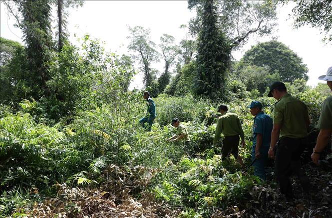 Bên cạnh việc quản lý, bảo vệ rừng qua các thiết bị giám sát thì lực lượng Kiểm lâm và lực lượng bảo vệ rừng vẫn tăng cường tuần tra trong những thời điểm có nguy cơ cao về mất an toàn ở vườn quốc gia U Minh Hạ, tỉnh Cà Mau. Ảnh: Vũ Sinh – TTXVN