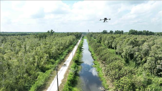 Lực lượng Kiểm lâm và lực lượng bảo vệ rừng, sử dụng thiết bị bay không người lái (flycam) giám sát trong khu vực vườn quốc gia U Minh Hạ, tỉnh Cà Mau. Ảnh: Vũ Sinh – TTXVN