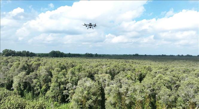Lực lượng Kiểm lâm và lực lượng bảo vệ rừng sử dụng thiết bị bay không người lái (flycam) giám sát trong khu vực vườn quốc gia U Minh Hạ, tỉnh Cà Mau. Ảnh: Vũ Sinh – TTXVN