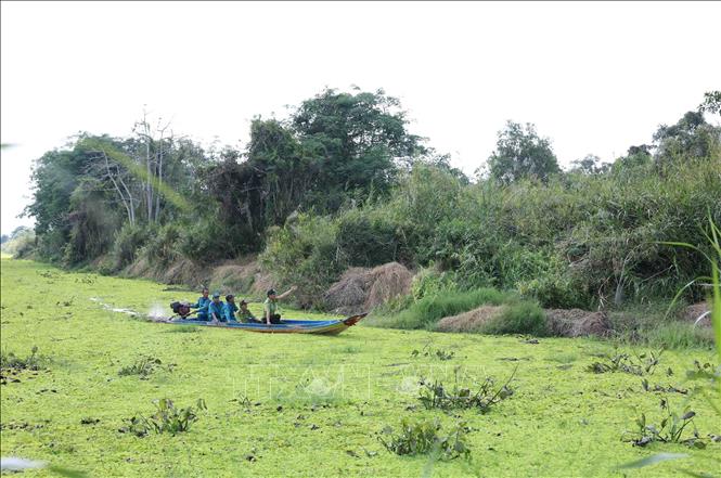 Bên cạnh việc quản lý, bảo vệ rừng qua các thiết bị giám sát, thì lực lượng Kiểm lâm và lực lượng bảo vệ rừng vẫn tăng cường tuần tra trong những thời điểm có nguy cơ cao về mất an toàn, ở vườn quốc gia U Minh Hạ, tỉnh Cà Mau. Ảnh: Vũ Sinh – TTXVN