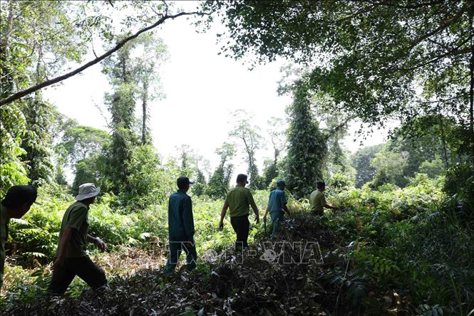 Bên cạnh việc quản lý, bảo vệ rừng qua các thiết bị giám sát, thì lực lượng Kiểm lâm và lực lượng bảo vệ rừng, tăng cường tuần tra trong những thời điểm có nguy cơ cao về mất an toàn, ở vườn quốc gia U Minh Hạ, tỉnh Cà Mau. Ảnh: Vũ Sinh – TTXVN