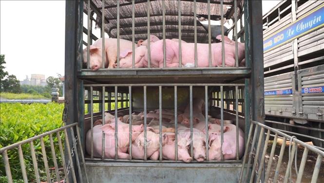 Hơn 100 con lợn dương tính với dịch tả lợn châu Phi. Ảnh: TTXVN phát