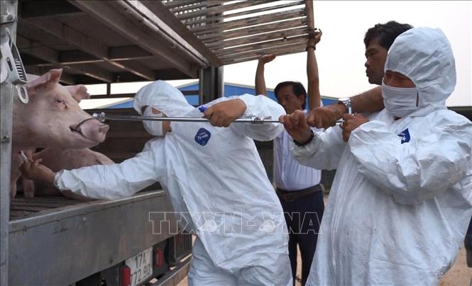 Số lợn trên đã được tiêu huỷ đảm bảo hạn chế lây lan dịch bệnh ra bên ngoài. Ảnh: TTXVN phát