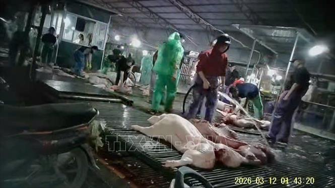 Thịt lợn nhiễm bệnh bị phát hiện tại lò mổ của các đối tượng trong vụ vi phạm quy định về an toàn thực phẩm; lạm dụng chức vụ, quyền hạn chiếm đoạt tài sản; giả mạo trong công tác xảy ra tại Hà Nội và các địa phương. Vụ án này liên quan đến việc giết mổ, tiêu thụ gần 300 tấn lợn nhiễm dịch tả lợn châu Phi. Ảnh: TTXVN phát
