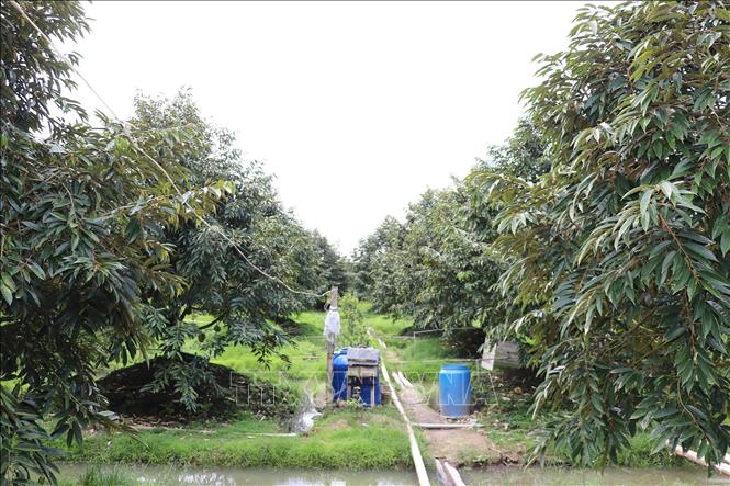 Nhà vườn đã ứng dụng khoa học kỹ thuật trong trồng và chăm sóc cây sầu riêng. Ảnh: Hữu Chí - TTXVN
