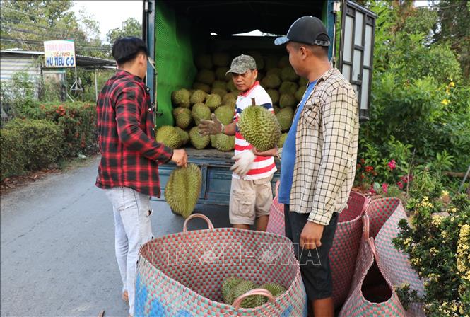 Vào mùa thu hoạch, thương lái vào tận vườn để thu mua sầu riêng. Ảnh: Hữu Chí - TTXVN
