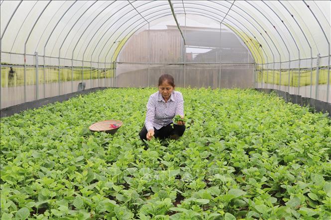 Đa dạng các mô hình kinh tế nông nghiệp, nông thôn ở Ninh Bình - Ảnh ...