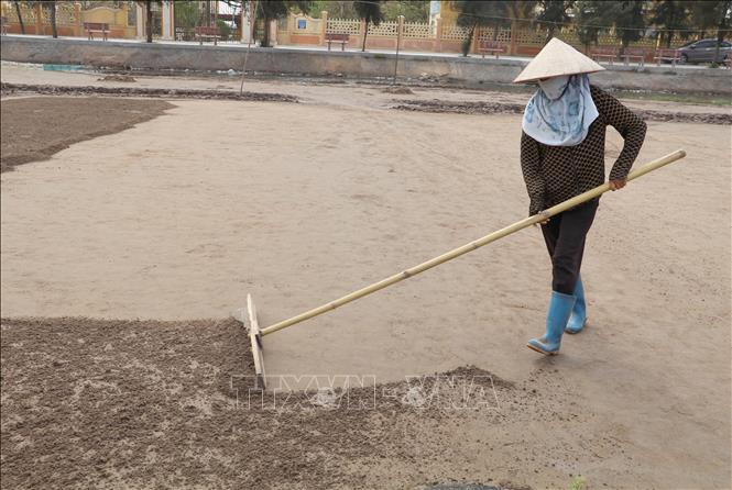 Gathering sand to make salt. VNA Photo: Thùy Dung 