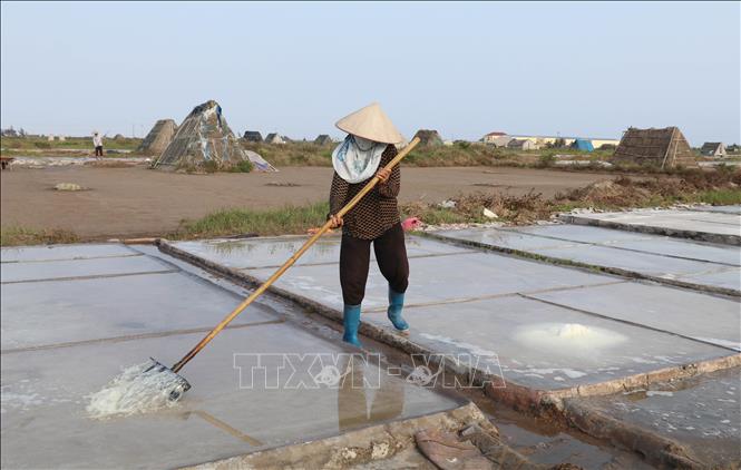 A farmer harvests salt in Ninh Binh province. VNA Photo: Thùy Dung 