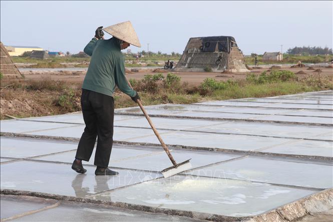 A farmer harvests salt in Ninh Binh province. VNA Photo: Thùy Dung 