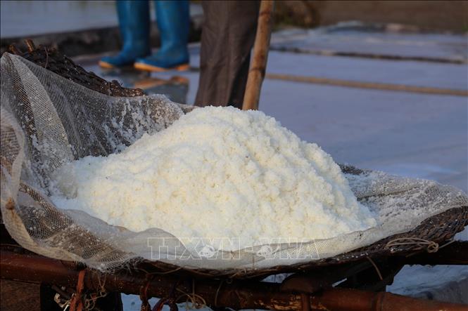 The white, uniform, and firm grains of salt from Hai Tien commune, Ninh Binh province, are highly valued in the market. VNA Photo: Thùy Dung 