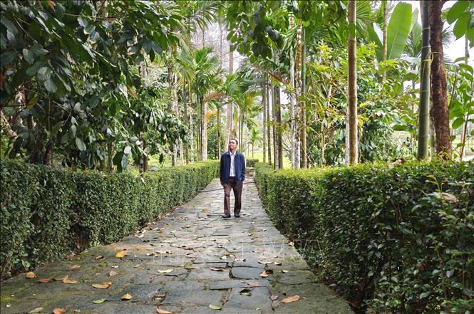 Đường làng lát đá, hàng rào trồng cây chè tàu, tạo nên khung cảnh làng quê Việt bình dị. Ảnh: Quốc Dũng - TTXVN