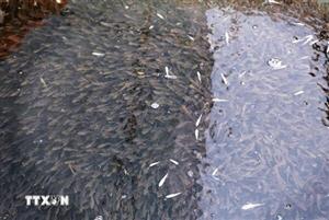 Ngư dân Phú Thọ thu hoạch cá ngần, cá bống trên lòng hồ sông Đà