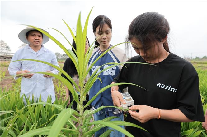 Sinh viên thực hành sử dụng máy đo diệp lục dưới sự chỉ dẫn trực tiếp của giảng viên. Ảnh: Lê Đông - TTXVN