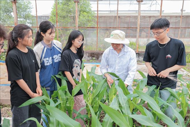 Giảng viên Khoa Nông học hướng dẫn sinh viên nhận diện triệu chứng bệnh hại và cách phòng trừ trên cây trồng. Ảnh: Lê Đông - TTXVN