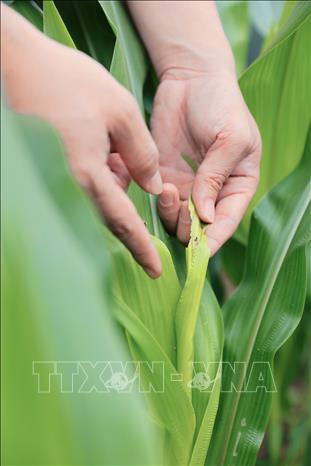 Giảng viên Khoa Nông học hướng dẫn sinh viên nhận diện triệu chứng bệnh hại và cách phòng trừ trên cây trồng. Ảnh: Lê Đông - TTXVN