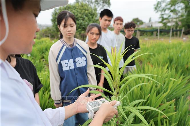 Giảng viên trực tiếp hướng dẫn sinh viên sử dụng Máy đo diệp lục trong nghiên cứu cây trồng. Ảnh: Lê Đông - TTXVN