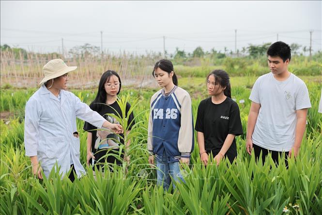 Sinh viên được giảng viên trực tiếp chỉ dẫn kỹ thuật chăm sóc và theo dõi cây trồng ngoài đồng ruộng. Ảnh: Lê Đông - TTXVN