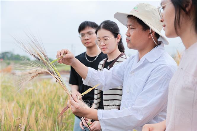 Giảng viên Khoa Nông học hướng dẫn sinh viên nhận diện đặc điểm sinh trưởng của cây trồng tại khu thực nghiệm. Ảnh: Lê Đông - TTXVN