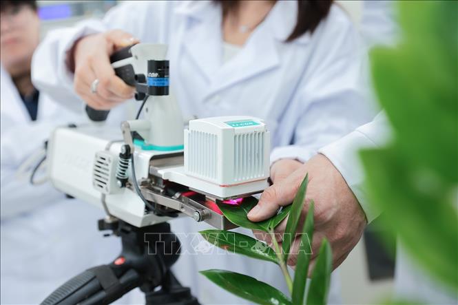 Thiết bị đo quang hợp giúp hỗ trợ tối ưu hóa năng suất cây trồng và nghiên cứu sinh lý thực vật. Ảnh: Lê Đông - TTXVN
